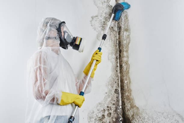 Best White Mold Remediation in Chipley, FL