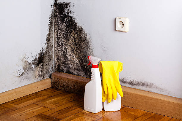 Best Industrial Mold Remediation in Chipley, FL